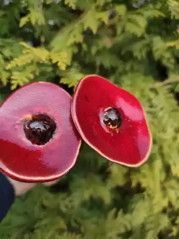 kwiaty ceramiczne 2 szt